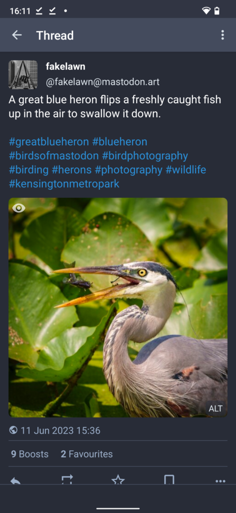 Screenshot of Tusky for Android, showing a post about a heron with a pretty photo of it